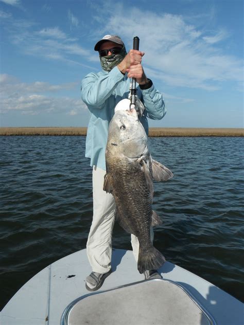 Fly Fishing In Louisiana 40 Pound Black Drum Striper Fishing Fly