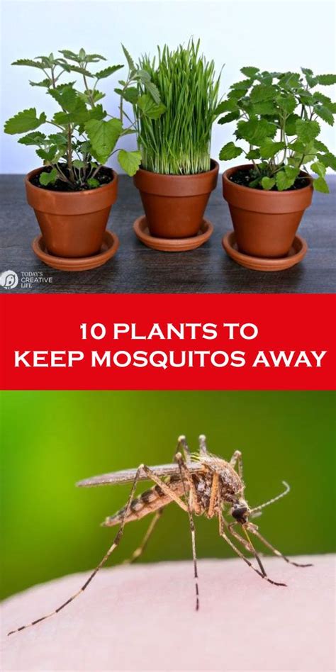 Best Plants To Get Rid Of Mosquitoes At Jerome Diamond Blog