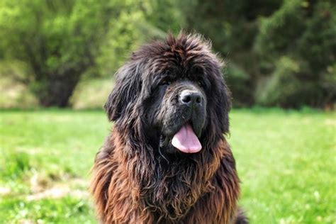 超大型犬當中的憨厚犬種，來自紐芬蘭的紐芬蘭犬，它們是怎樣的狗 每日頭條