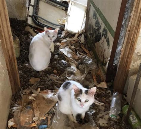 【緊急レスキュー】多頭飼育崩壊に愛の手を ツキネコ北海道