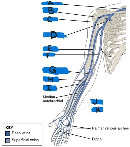 Vascular Upper Extremity Venous Duplex Flashcards Quizlet