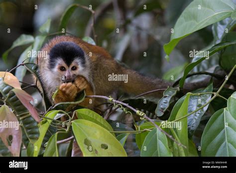 Cebidae Stock Photos & Cebidae Stock Images - Alamy