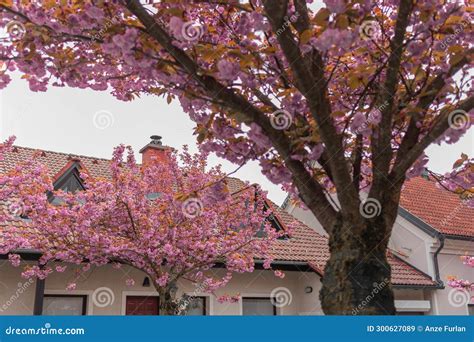 Red Cherry Tree In The Later Phase Of Bloom Colorful Flowers On A Tree