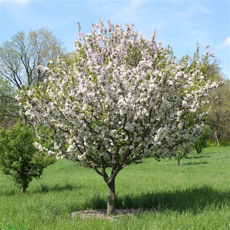 Doubleflower Chinese Crabapple Malus Spectabilis Plena North