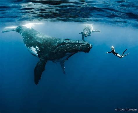 Two People Swimming In The Ocean With A Whale