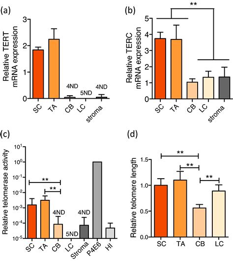 Telomerase Activity And Telomere Length In Human Benign Prostatic