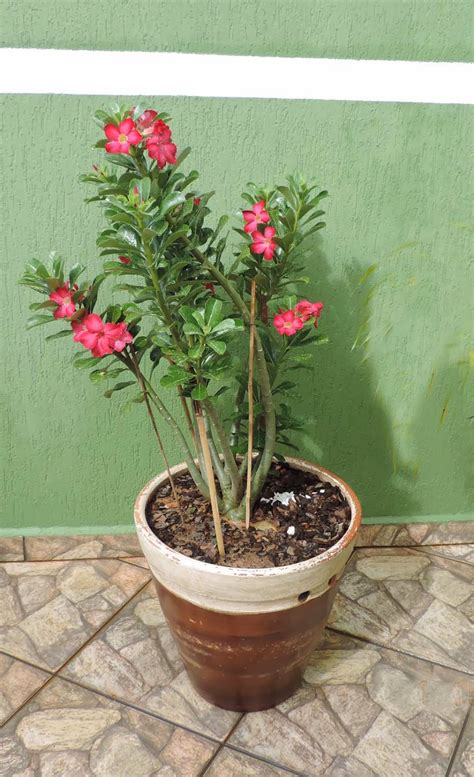 Flor No Vaso Vaso Para Rosa Do Deserto