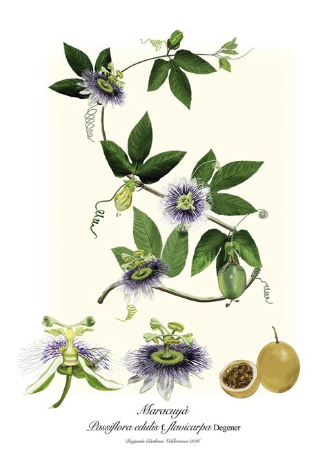 Passiflora Edulis F Flavicarpa Degener On Behance Botanical Drawings Flower Prints Art