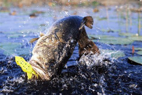 Best Topwater Lures For Bass In