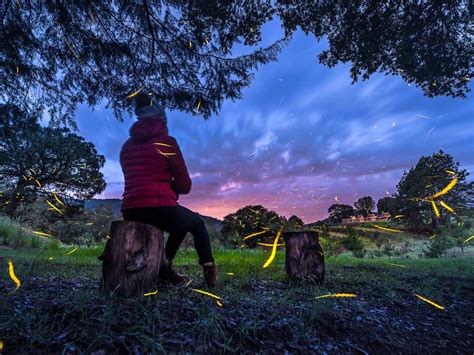 Descubre El Santuario De Las Luci Rnagas