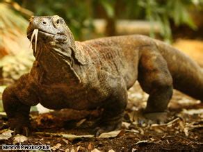 Komodo dragons kill with venom, not bacteria, study says - CNN.com