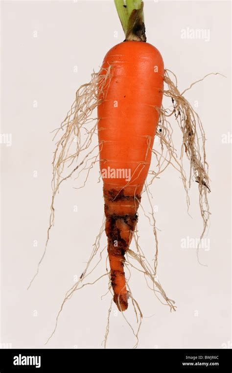 Carrot Root Hairs