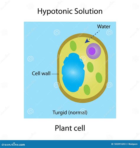 Discover the Secrets of Plant Cell Behavior in Hypotonic Solutions: A ...