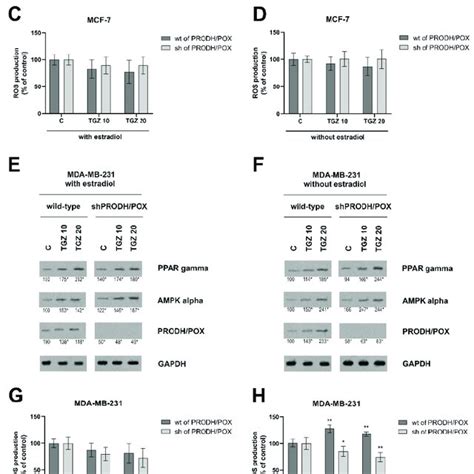 Prodh Pox Ampk And Ppar Expressions In Wild Type Wt Of Prodh Pox