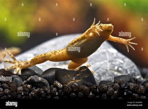 Western Clawed Frog Xenopus Tropicalis Swimming Stock Photo Alamy