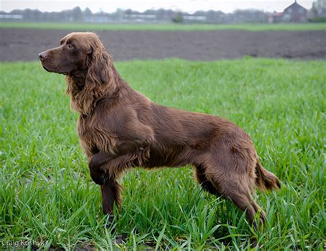 Are German Longhaired Pointer The Most Intelligent Dogs