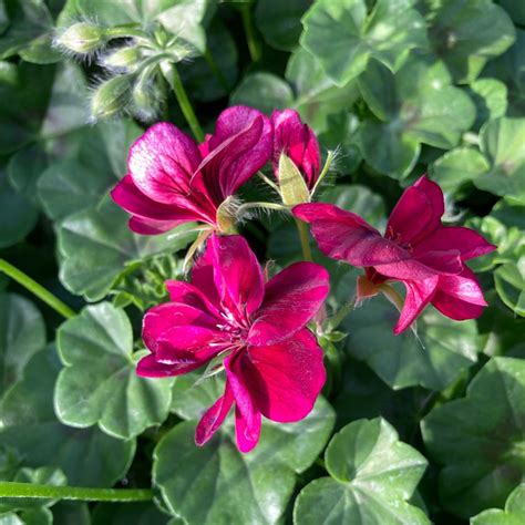 Acheter Geranium Lierre Corriente Lulus Et Autres Plantes Sur Coclicoh