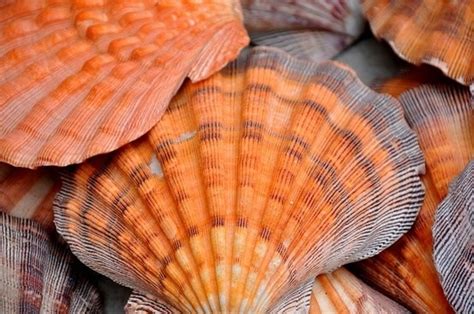 17 Best images about Scallop shell crafts on Pinterest | Shell ...