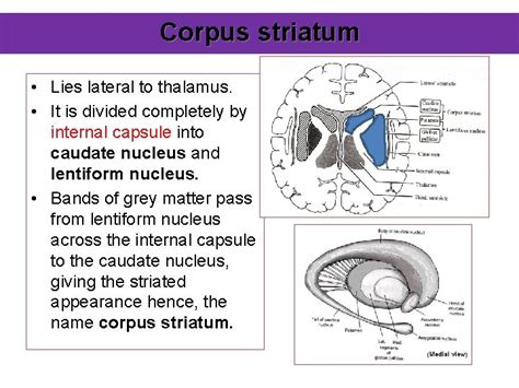 Basal Ganglia Basal Ganglia Refer To A Group