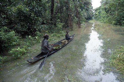 Niger Delta Swamp Forests | One Earth