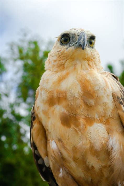 Nice Portrait of Golden Falcon Stock Photo - Image of nature, bird ...