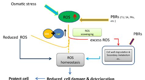 Cellular Level Representation Of Scavenging Ros Reactive Oxygen