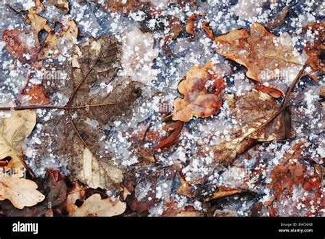 Frozen Autumn Leaves Stock Photo Alamy