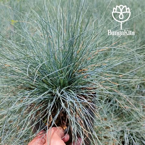 Jual Rumput Biru Festuca Glauca Indonesiashopee Indonesia