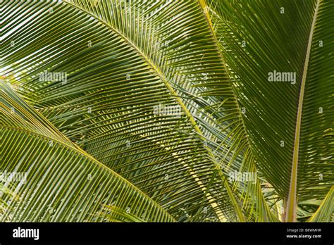 Coconut fronds hi-res stock photography and images - Alamy