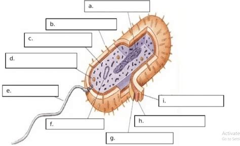 Lihatlah Gambar Struktur Bakteri Berikut Dan Lengk