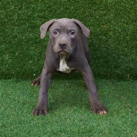 Blue Nose Pitbull Puppy With Blue Eyes