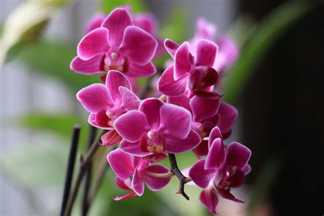 Purple Flowers in Close-up Photography · Free Stock Photo