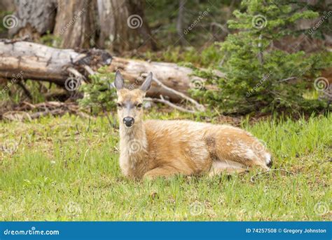 Female Black Tailed Deer Laying In Grass Stock Photo Image Of