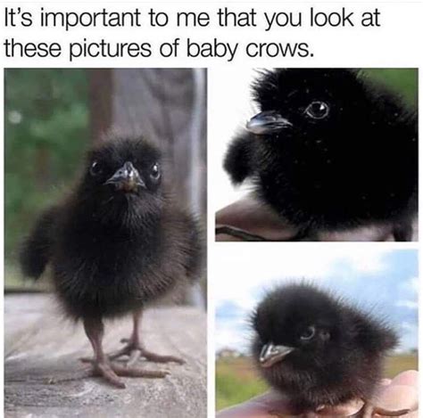 Baby Crows Meme By LocalFather Memedroid