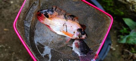 Vista Superior De Tres Peces Oreochromis Niloticus Tilapia O Pescado Del Nilo Pescado Fresco