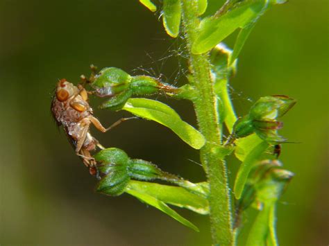 Identificazione Impollinatore Orchidea Natura Mediterraneo Forum