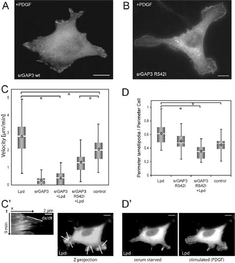 Srgap Interferes With Lamellipodin Dependent Lamellipodial Dynamics