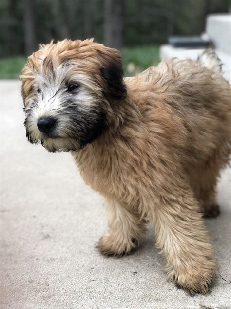 Wheaten Terrier Puppies For Sale | Fredericksburg, VA #345115