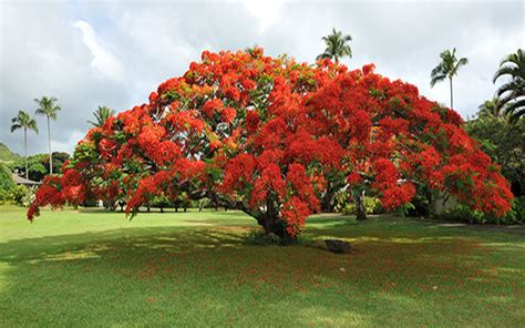 ROYAL POINCIANA TREE FOR SALE NORTH FORT MYERS