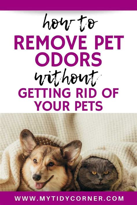 6 Easy Ways To Remove Pet Smells And Freshen Up Your Home