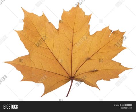 Yellow Maple Leaf On Image Photo Free Trial Bigstock