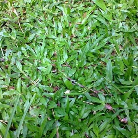 Jual Biji Benih Rumput Gajah Biasa Bibit Rumput Gajah Kemasan 25 Kg