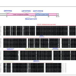 A Schematic Representation Of The Conserved Domain Of Rosaceae MIPS