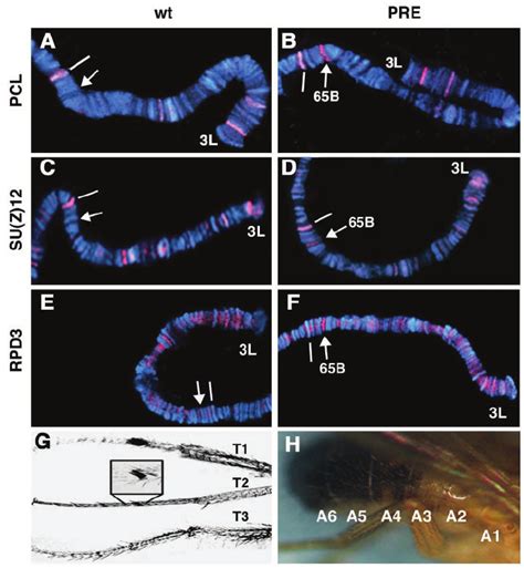 A To F Binding Of Pcl Su Z And Rpd To The Ubx Pre In Vivo The