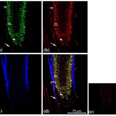 Triple Label Whole Mount Fluorescent In Situ Hybridization Of Atgus Download Scientific Diagram