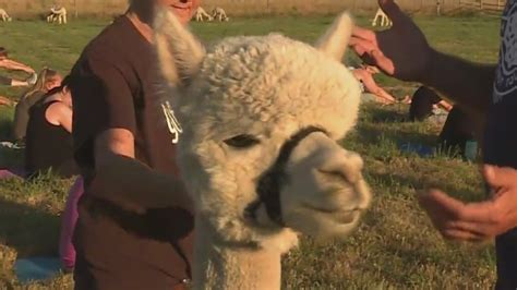 Kohr Explores Alpacas At Marquam Hill Ranch