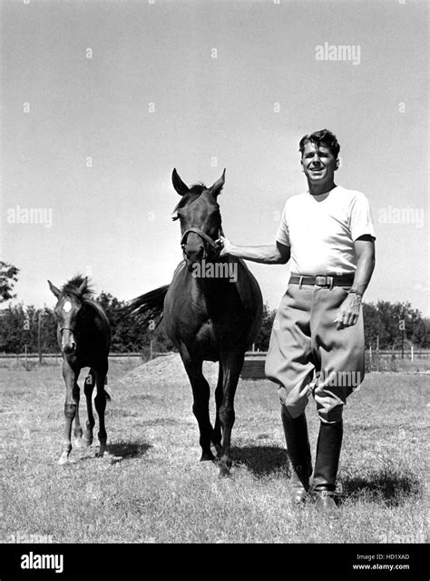 Ronald Reagan With Horses On His Ranch 1950 Stock Photo Alamy