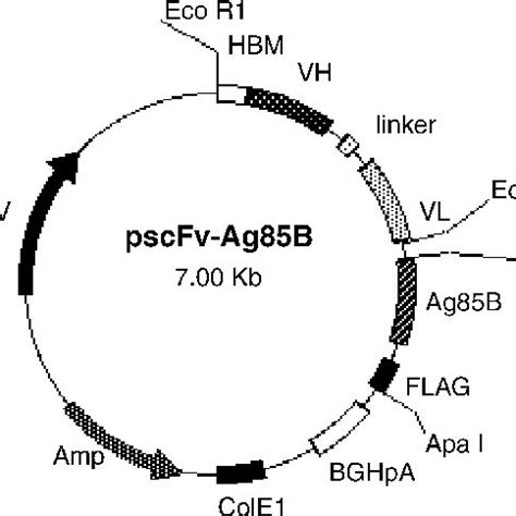 A Deduced Aminoacid Sequence Of The VH And VL Domains Of NLDC 145 And