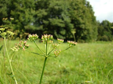 Silaum Silaus Wiesensilge Bl Tendolde Ngidn Flickr