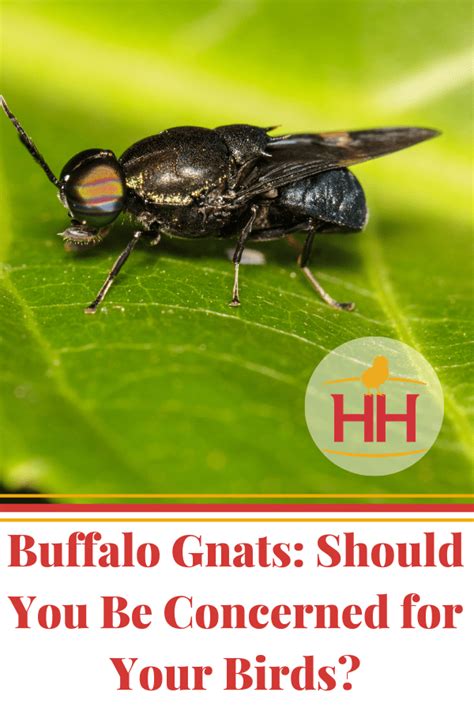 Buffalo Gnats: Should You Be Concerned for Your Birds? - News From The Coop